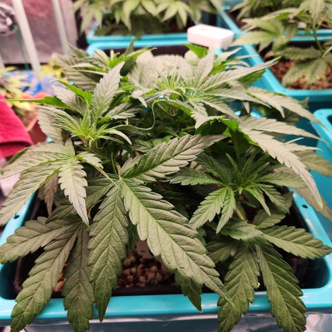 LPC auto tester growlog timeline photo