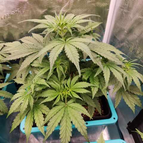 Gorilla Glue auto growlog timeline photo