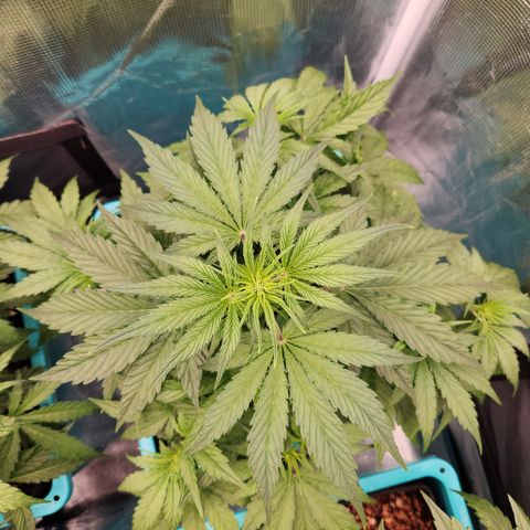 Gorilla Glue auto growlog timeline photo