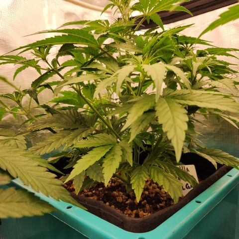Gorilla Glue auto growlog timeline photo