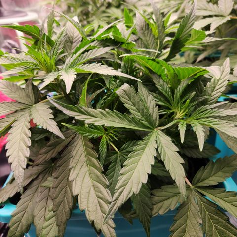 LPC auto tester growlog timeline photo