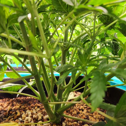 LPC auto tester growlog timeline photo