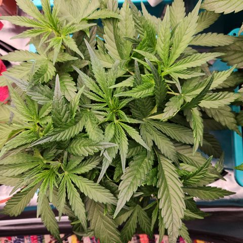LPC auto tester growlog timeline photo