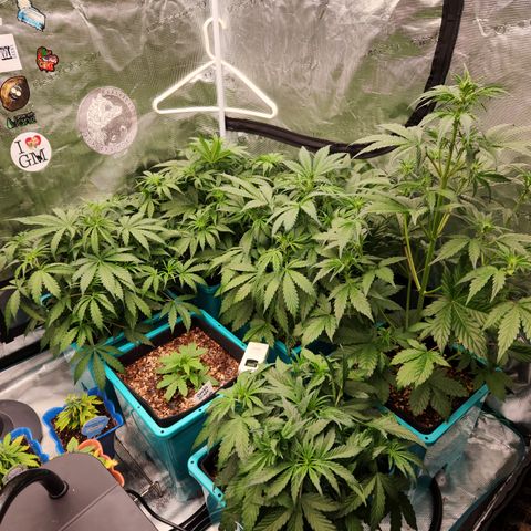 Gorilla Glue auto growlog timeline photo
