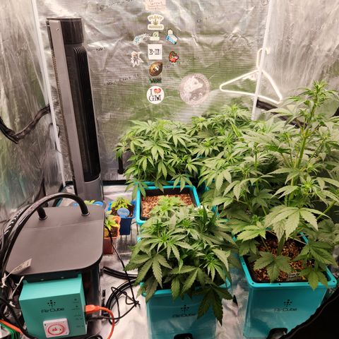 Gorilla Glue auto growlog timeline photo