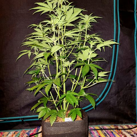 GDB F2 auto growlog timeline photo