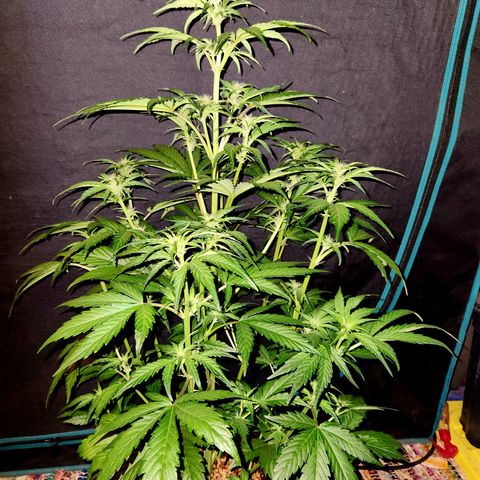 GDB F2 auto growlog timeline photo