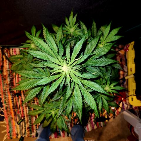 GDB F2 auto growlog timeline photo