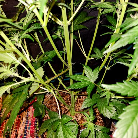 GDB F2 auto growlog timeline photo