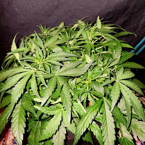 LPC auto tester growlog timeline photo