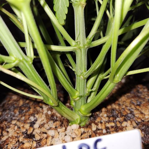 LPC auto tester growlog timeline photo