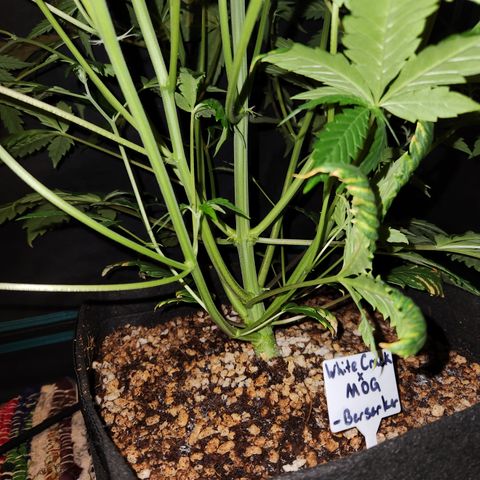 White Crack × Marathon OG auto growlog timeline photo