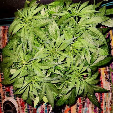 LPC auto tester growlog timeline photo