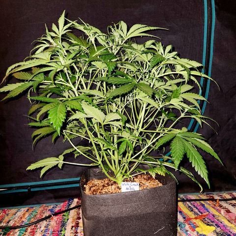 White Crack × Marathon OG auto growlog timeline photo