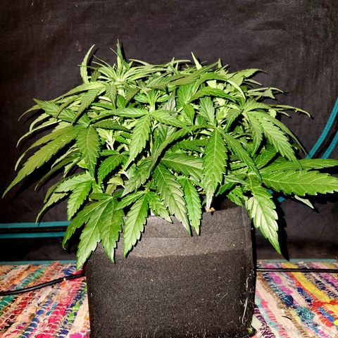 LPC auto tester growlog timeline photo