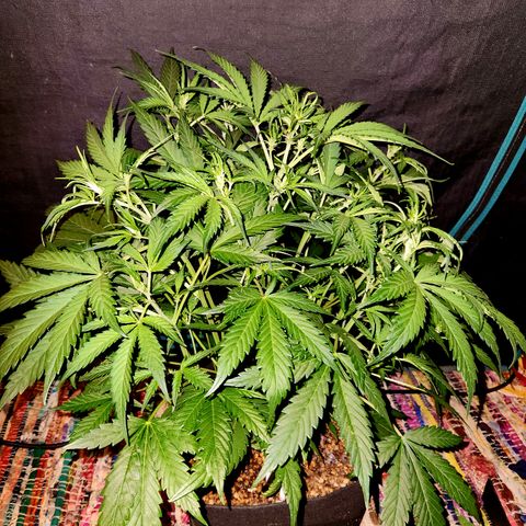 White Crack × Marathon OG auto growlog timeline photo