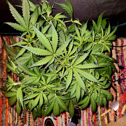 White Crack × Marathon OG auto growlog timeline photo