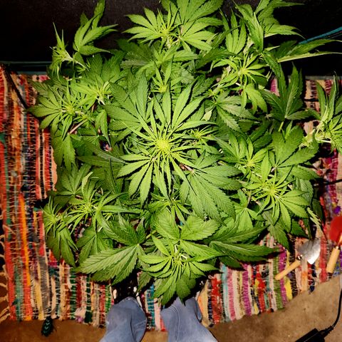 Gorilla Glue auto growlog timeline photo