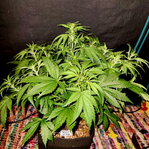 Gorilla Glue auto growlog timeline photo