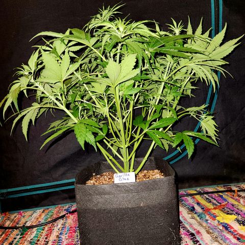 Gorilla Glue auto growlog timeline photo