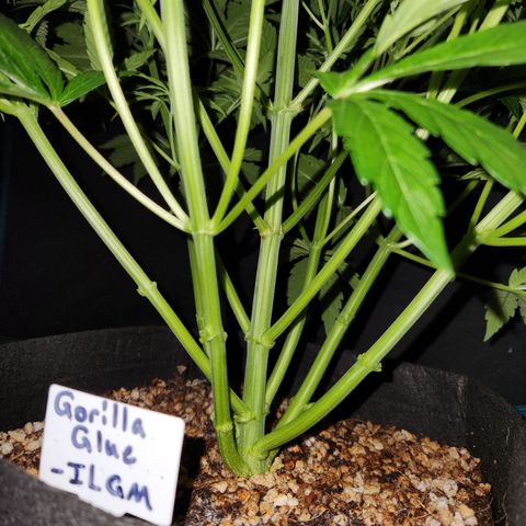 Gorilla Glue auto growlog timeline photo