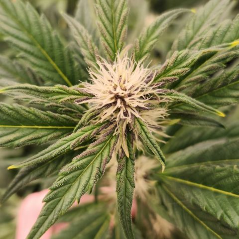 GDB F2 auto growlog timeline photo