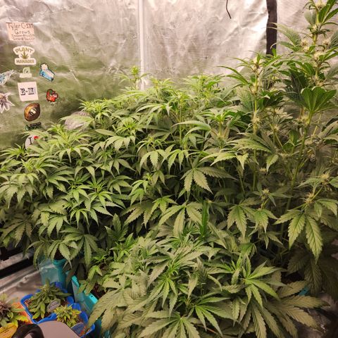 Gorilla Glue auto growlog timeline photo