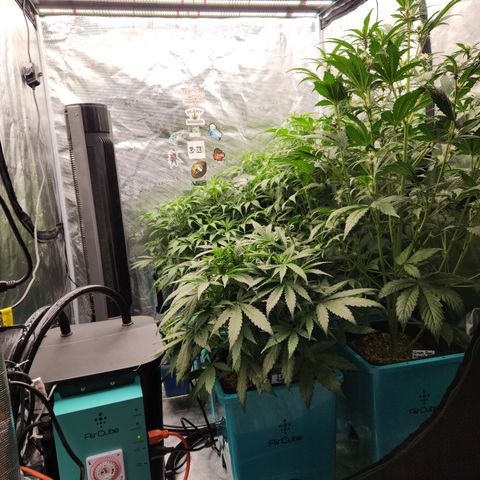 Gorilla Glue auto growlog timeline photo