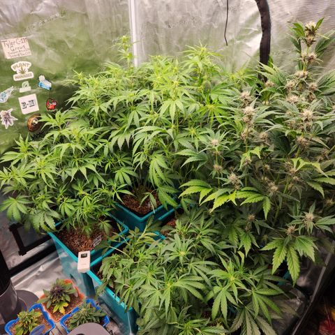 Gorilla Glue auto growlog timeline photo