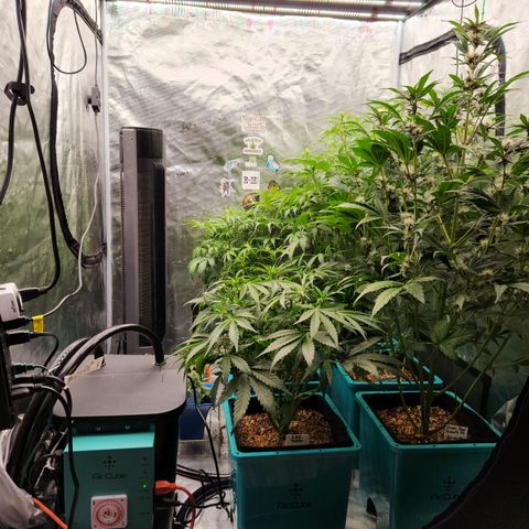 Gorilla Glue auto growlog timeline photo
