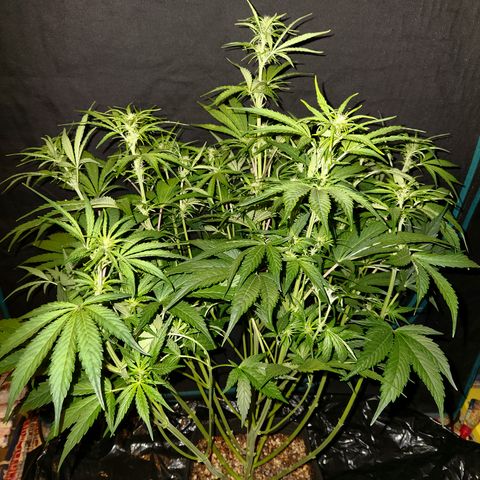 Gorilla Glue auto growlog timeline photo