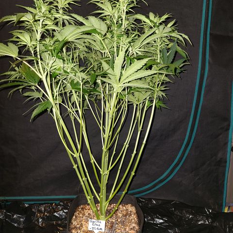 Gorilla Glue auto growlog timeline photo