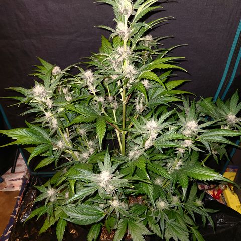 GDB F2 auto growlog timeline photo