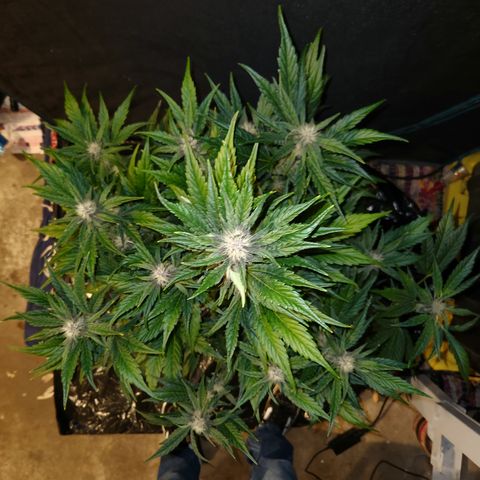 GDB F2 auto growlog timeline photo