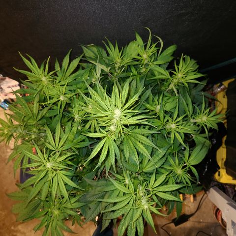 Gorilla Glue auto growlog timeline photo
