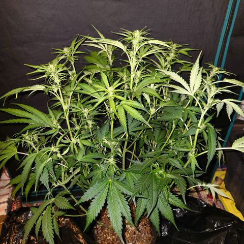 White Crack × Marathon OG auto growlog timeline photo