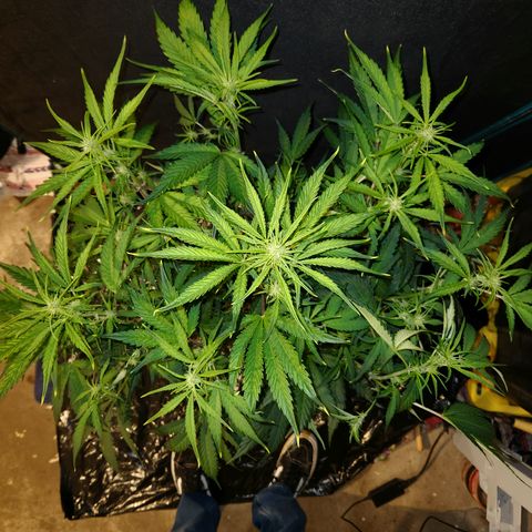 White Crack × Marathon OG auto growlog timeline photo