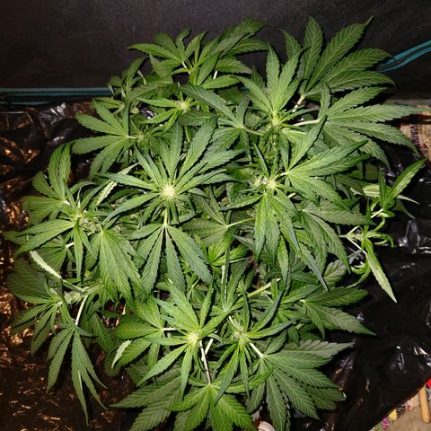 LPC auto tester growlog timeline photo