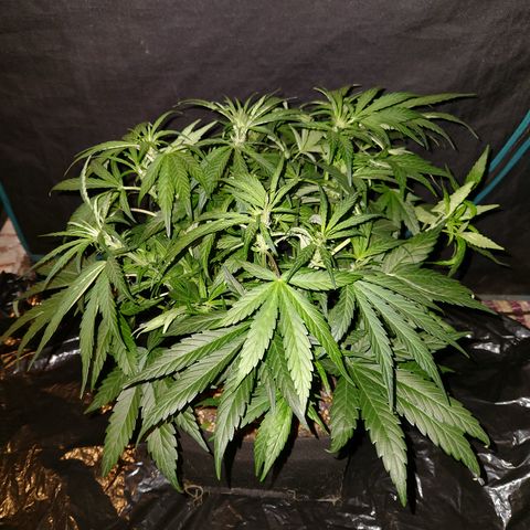 LPC auto tester growlog timeline photo