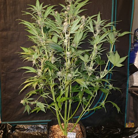 GDB F2 auto growlog timeline photo