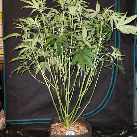 White Crack × Marathon OG auto growlog timeline photo