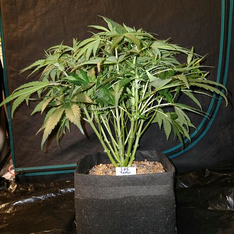 LPC auto tester growlog timeline photo