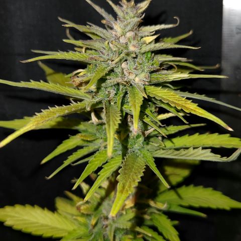 E-M Seeds Auto Reg (run #1) Female #01 growlog timeline photo