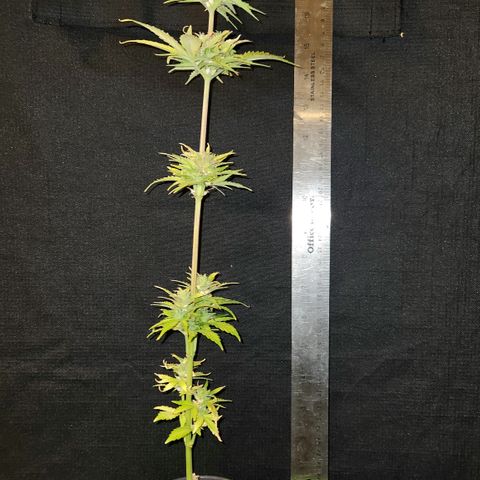 E-M Seeds Auto Reg (run #1) Female #01 growlog timeline photo