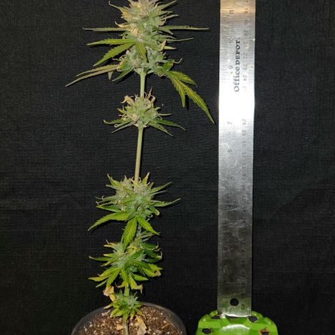 E-M Seeds Auto Reg (run #1) Female #02 growlog timeline photo