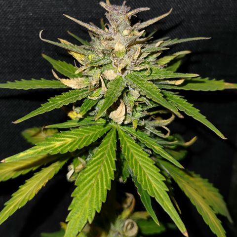 E-M Seeds Auto Reg (run #1) Female #02 growlog timeline photo