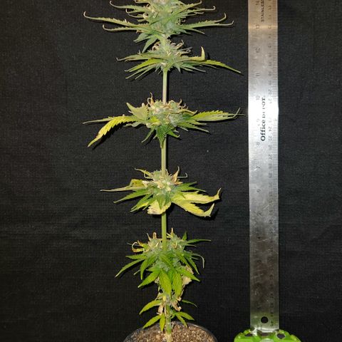 E-M Seeds Auto Reg (run #1) Female #03 growlog timeline photo