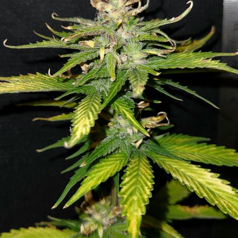 E-M Seeds Auto Reg (run #1) Female #03 growlog timeline photo