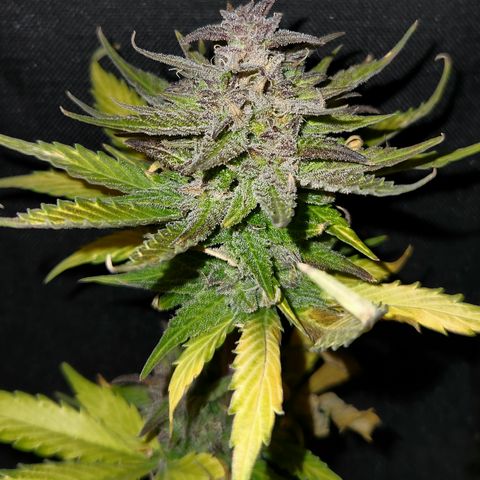 E-M Seeds Auto Reg (run #1) Female #04 growlog timeline photo