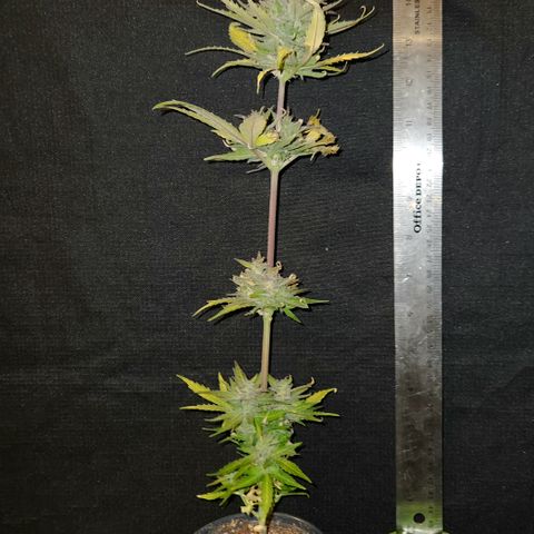 E-M Seeds Auto Reg (run #1) Female #04 growlog timeline photo